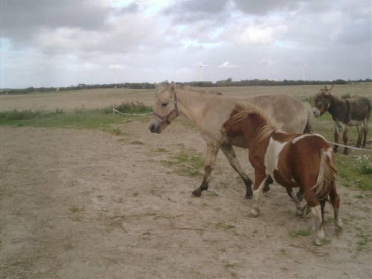 Fjordhest laban billede 16