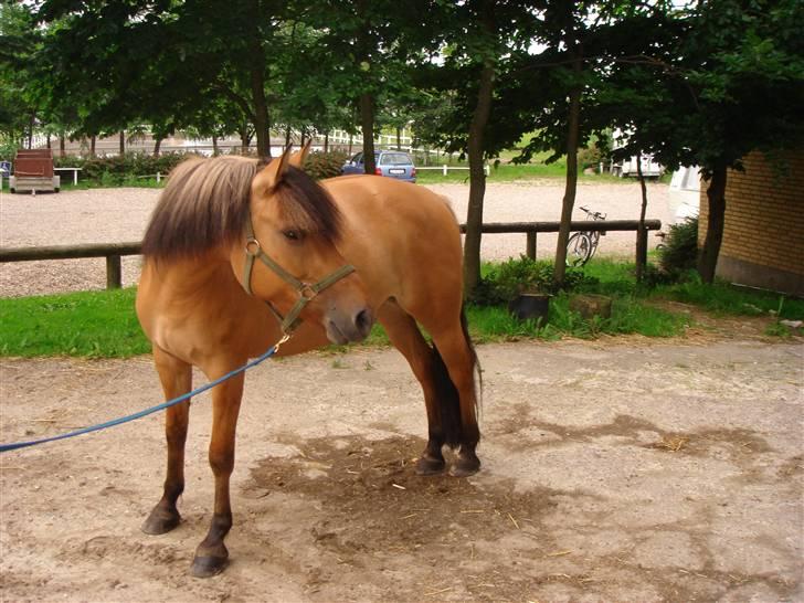 Anden særlig race Surprise (Himmelhest) billede 15