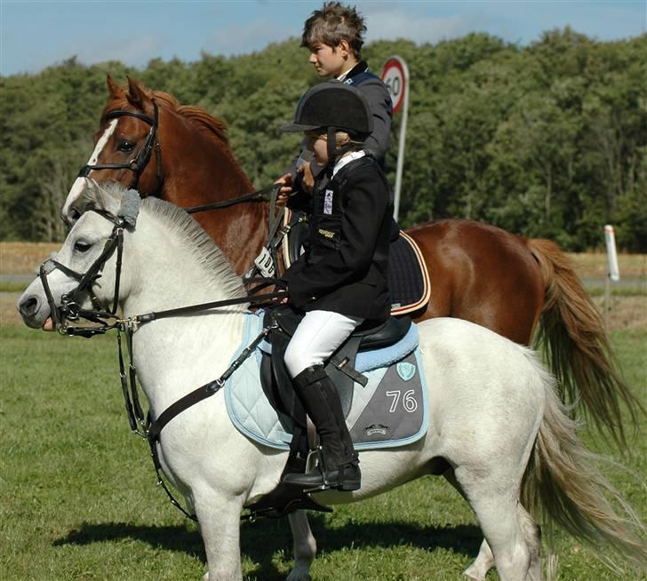 Welsh Mountain (sec A) Musjo "SOLGT" - lb dronninglund 2.plads billede 15