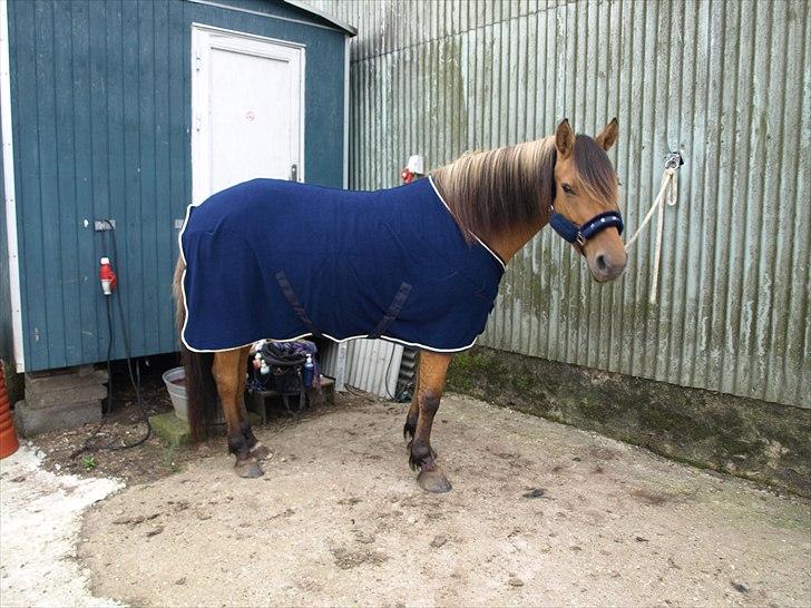 Anden særlig race Surprise (Himmelhest) billede 19