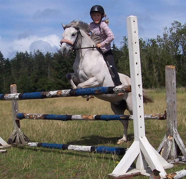 Welsh Mountain (sec A) Musjo "SOLGT" - her springer mig og baby hesten 100 cm (MA) billede 17