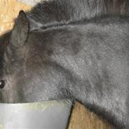 Shetlænder Basse Borte<3