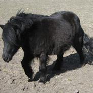 Shetlænder Basse Borte<3