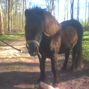 Shetlænder Trold *solgt*-