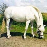 Anden særlig race Silvie*SOLGT:'(*