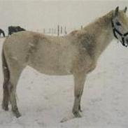 Anden særlig race Silvie*SOLGT:'(*