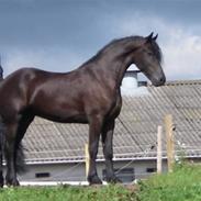 Frieser Jetse van Rewert