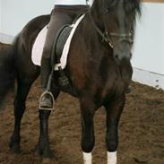 Frieser Jetse van Rewert