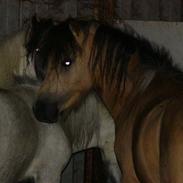 Anden særlig race Gallon