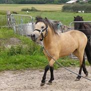 Anden særlig race Gallon