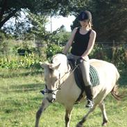 Fjordhest Musse *tidligere part*