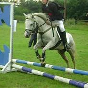 Welsh Mountain (sec A) Simone