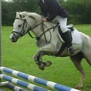 Welsh Mountain (sec A) Simone