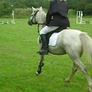 Welsh Mountain (sec A) Simone