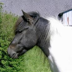 Islænder Krummi fra Nørmark "SOLGT