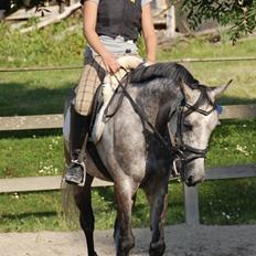 Tysk Sportspony Vindeholms Safir - SOLGT