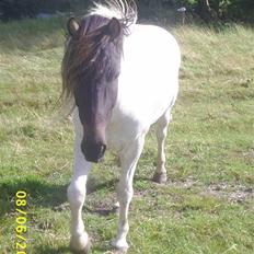 Islænder Krummi fra Nørmark "SOLGT