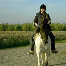 Islænder Krummi fra Nørmark "SOLGT