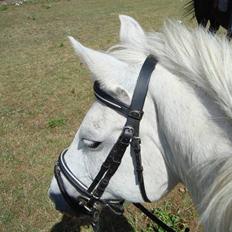 Anden særlig race Duchesse