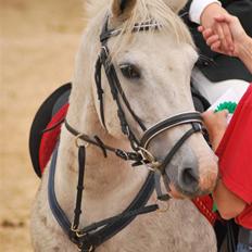 Anden særlig race Duchesse