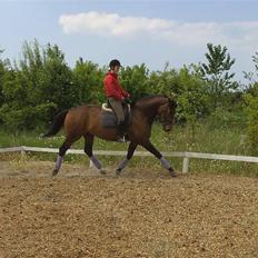 Dansk Varmblod Berlou (Aflivet)