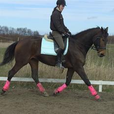 Dansk Varmblod Berlou (Aflivet)