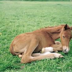 Anden særlig race Agapi