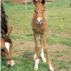 Anden særlig race Agapi