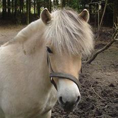 Fjordhest Højgårds Gabby