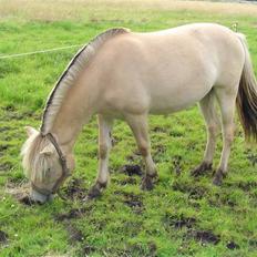 Fjordhest Højgårds Gabby
