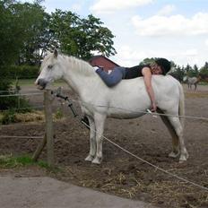 Welsh Pony (sec B) Møllegårdens Gisette