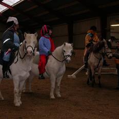 Welsh Pony (sec B) Møllegårdens Gisette