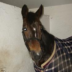 Traver Morassi (S) *Bortgivet til min veninde Karina*