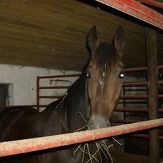 Traver Morassi (S) *Bortgivet til min veninde Karina*