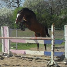 Dansk Varmblod Highlight Imhoff