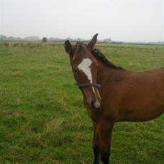Dansk Varmblod Highlight Imhoff