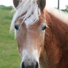 Haflinger Arthos Nordan  solgt