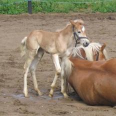 Haflinger Arthos Nordan  solgt