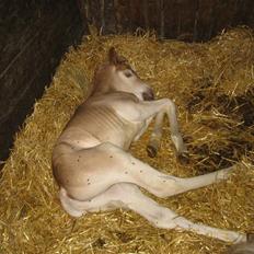 Haflinger Arthos Nordan  solgt