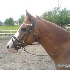 Anden særlig race Webster