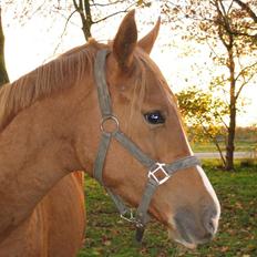 Palomino Stargolds Pasha SOLGT