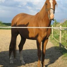 Palomino Stargolds Pasha SOLGT