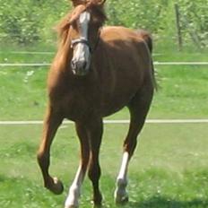 Palomino Stargolds Pasha SOLGT