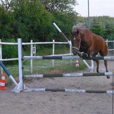 Welsh Pony (sec B) Bakkegaardens Aladdin SOLGT