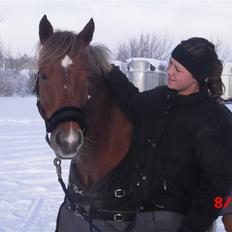 Welsh Pony (sec B) Bakkegaardens Aladdin SOLGT