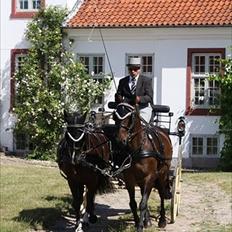 Anden særlig race Aquador