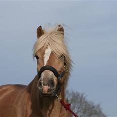 Tyroler Haflinger Aico R.I.P