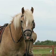Tyroler Haflinger Aico R.I.P