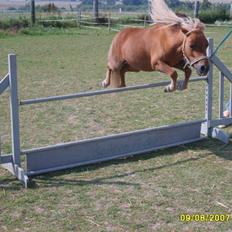 Miniature Søglimt´s Mr. Fredo