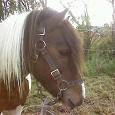 Shetlænder Cherif (Solgt)